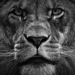 Мага Гагиев, New York City