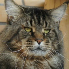 Алексей Силич, Тюмень