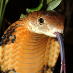 Дарья Миронова, 01.03, Санкт-Петербург