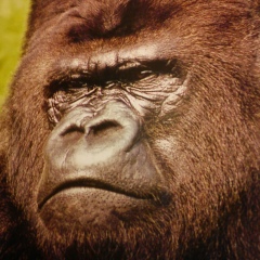 Гангст-Пан Йоу, 27.08