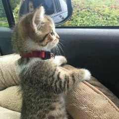 Галина Уманец, 22.07, Светловодск