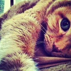 Марат Амиров, 03.11.1988, Махачкала