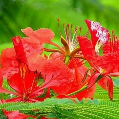 လွေတာ သား, 14.02.1994