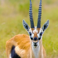 Алинка Цветочек, 26.01.1993, Калуга