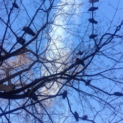 Darina Salamova, Санкт-Петербург