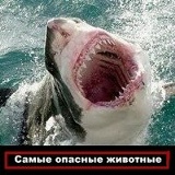 Группа Самые-Опасные-Животные, 01.01.1901, Санкт-Петербург