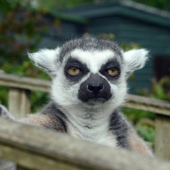 Руслан Борисов, 06.11.1986, Москва