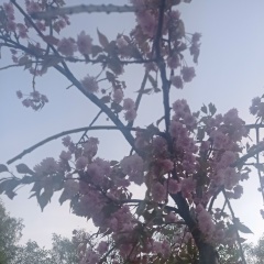 Юлия Власова