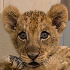 Баха Куватов, 03.10