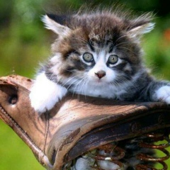 Рая Джанакаева, 23.07.1981, Махачкала