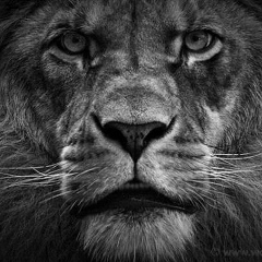 Игорь Левицкий, 16.05.1988, Киев