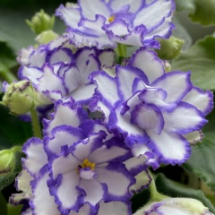 Наталия Даша, Москва