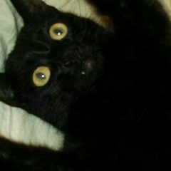 Всеволод Зіненко, 11.02.1988, Полтава