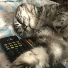 Dynjasha Goshevna, 06.06, Новосибирск