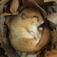 Елена Даниленко, 30.12, Санкт-Петербург