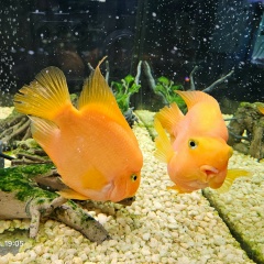 Татьяна Шамина, 14.07.1981, Мурманск