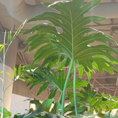 Екатерина Али, 29.10.1986