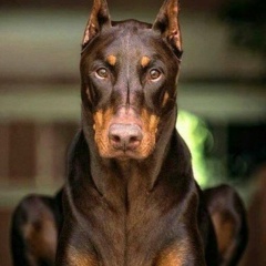 Анна Степанова, 09.02.1989, Москва