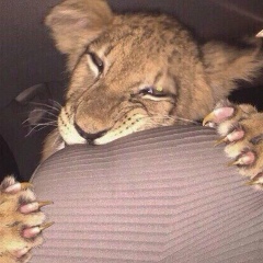 Муслим Рамалданов