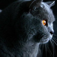 Светлана Давыдова, 10.01, Санкт-Петербург