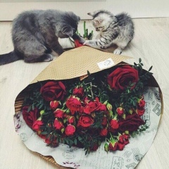 Салта Абдикулова, 28.07