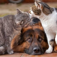 Виталий Марчевский, Кокшетау