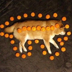 Николай Деминский, 19.12