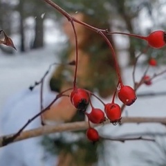 Маришка Ба, Таганрог