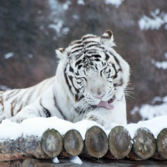 Pavel Timofeev, 27.01.1988, Ижевск