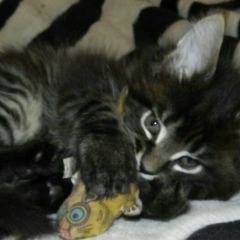 Олег Смирнов, 20.04.1990, Санкт-Петербург