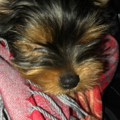 Наталья Коваль