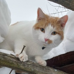 Игорь Щадинский, 08.08.1985