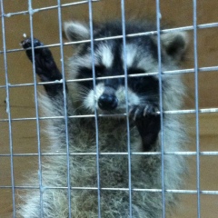 Анна Ильина, 08.06.1987, Брянск