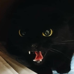 Cat Night, Санкт-Петербург