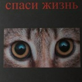 Михаил Многокотов, Санкт-Петербург