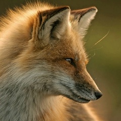 Александр Лис, 21.02.1980, Минск