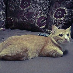 Blue Nanachu, 03.01.2000, Nonthaburi