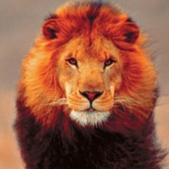 Альви Ибрагимов, 06.03.1986, Грозный