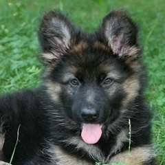 Василий Катунов