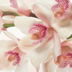 Галина Рубаха, 08.05, Сарата