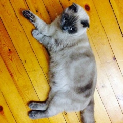 Рамазан *******, 01.05, Санкт-Петербург