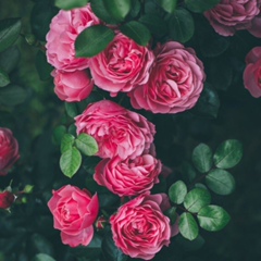 Зарета Ингушка, 08.06.1991, Алматы