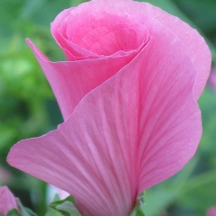 Елена Маклюк, 24.02, Городня