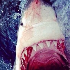 Азамат Элимханов, 06.03, Санкт-Петербург