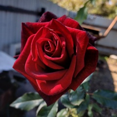 Эми Лозова, 19.10.2004, Лесозаводск