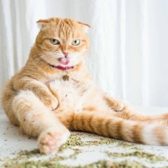 Катя Антонова, 16.09, Санкт-Петербург