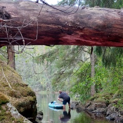 Metgezel Hond, Санкт-Петербург