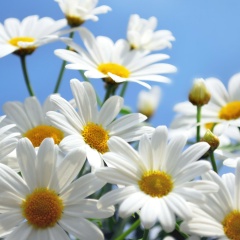 Ольга Петровна, 03.07