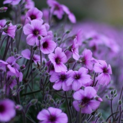 Елена Семенова, 08.03