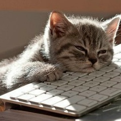 Алексей Чулгаев, 12.10.1985, Санкт-Петербург